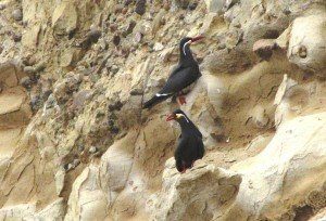 paracas6