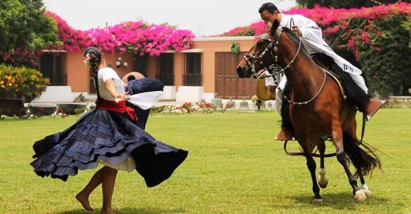 Caballos de paso en el Valle de Lurín