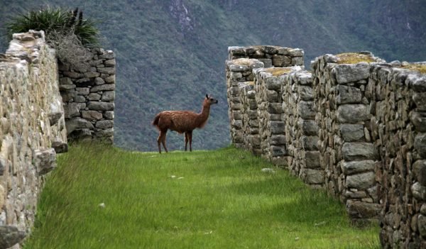 4 maneras de contribuir al cuidado del medioambiente en tus viajes
