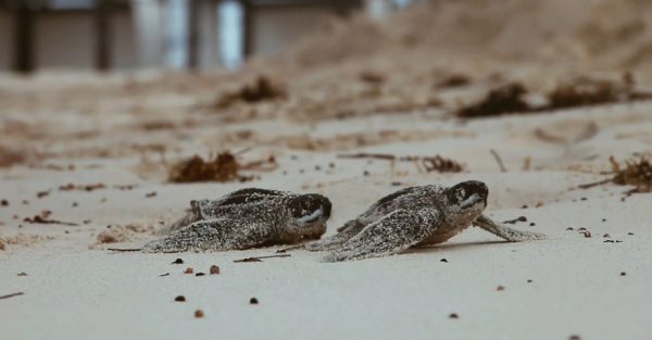 Hard Rock Hotel & Casino Punta Cana fortalece acciones de desarrollo sostenible y pone en marcha programa de conservación de tortugas marinas