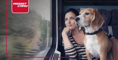 las mejores recomendaciones para viajar con mascotas
