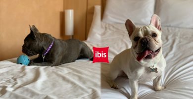 Ibis Lima Larco Miraflores es el primer hotel de Accor con certificación Pet Friendly