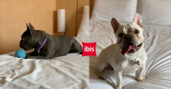 Ibis Lima Larco Miraflores es el primer hotel de Accor con certificación Pet Friendly