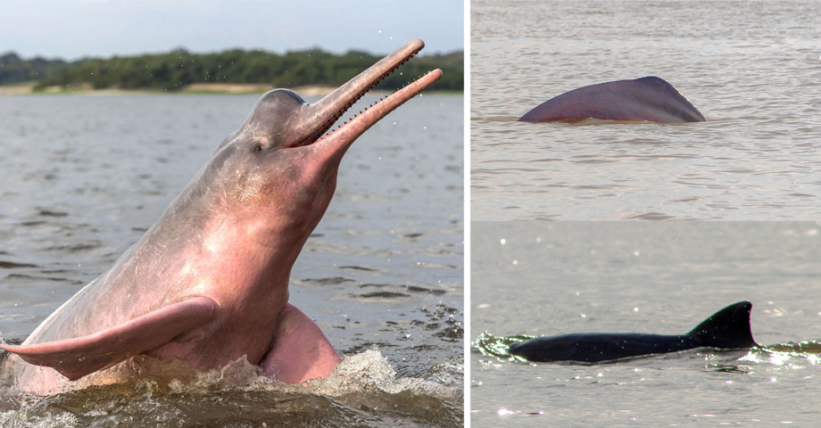 Turismo de avistamiento de delfines rosados en Iquitos en el primer bote solar