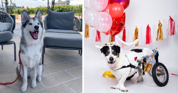 Día Internacional del Perro: Mejores formas de celebrarlo en Hoteles Pet Friendly