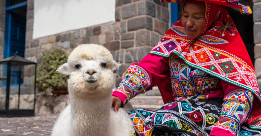 Vivir un momento mágico con las alpacas Panchita, Panchito y Chaski en Cusco