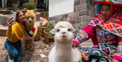 Día Nacional de la Alpaca: 4 experiencias únicas para conmemorar