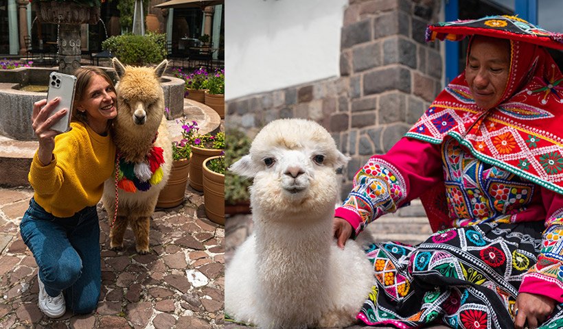 Día Nacional de la Alpaca: 4 experiencias únicas para conmemorar